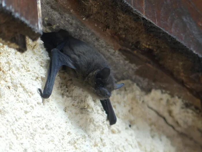 Des chauves-souris et des Refuges LPO
