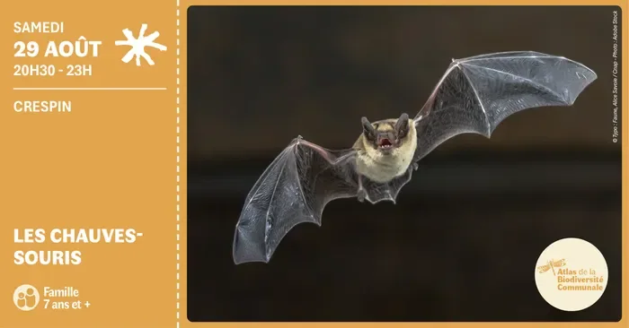 Les chauves-souris