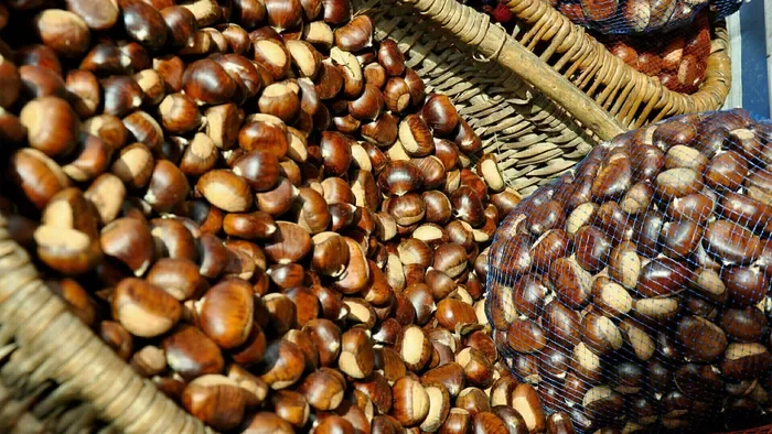 Un castanéiculteur en Cévennes