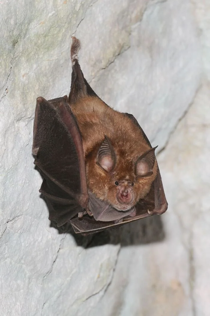 A la découverte des chauves-souris de St-léger-sur-Dheune