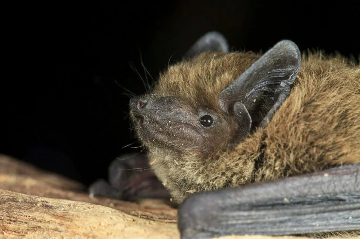 Nuit de la chauve-souris - Sucé-sur-Erdre