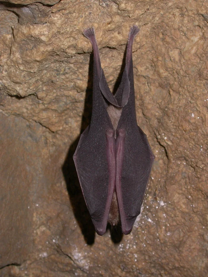 Nuit internationale de la chauve-souris à la Brèche au Diabl