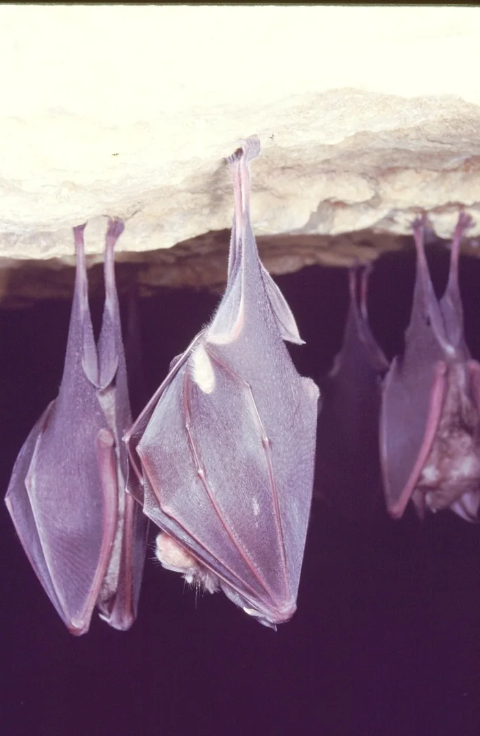 Nuit de la Chauve-Souris