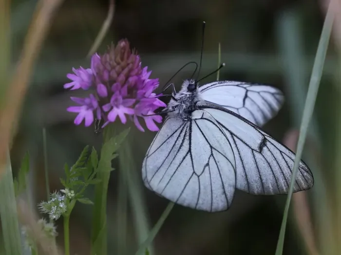 Les insectes et leurs sciences participatives